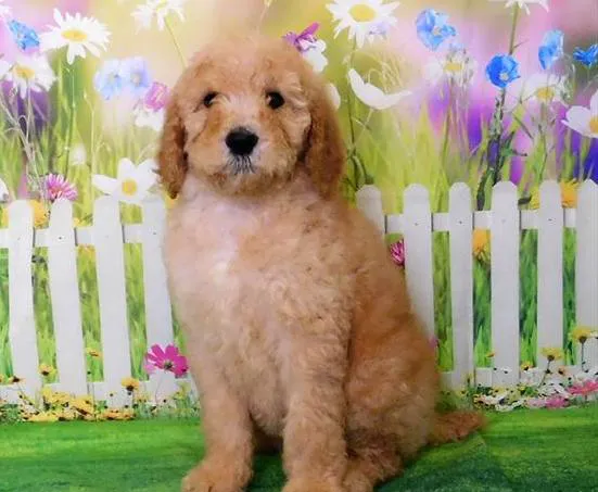 Chews A Puppy Picture 10