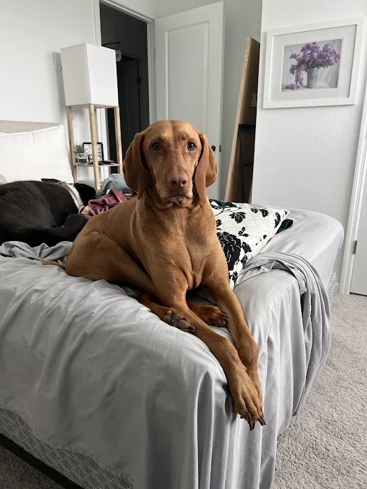 Chews A Puppy Picture 4