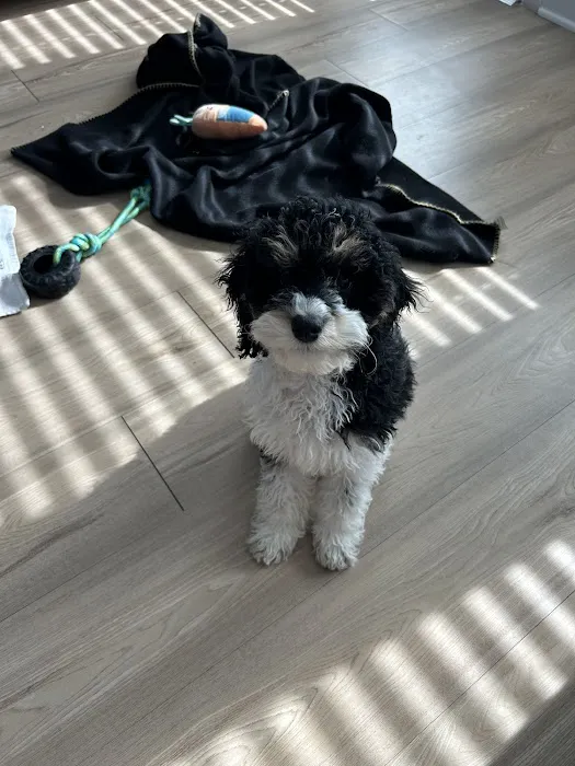 Chews A Puppy Picture 2