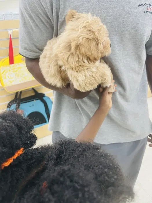 Chews A Puppy Picture 5