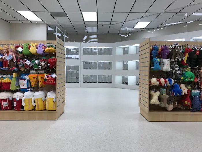 Chews A Puppy Picture 8