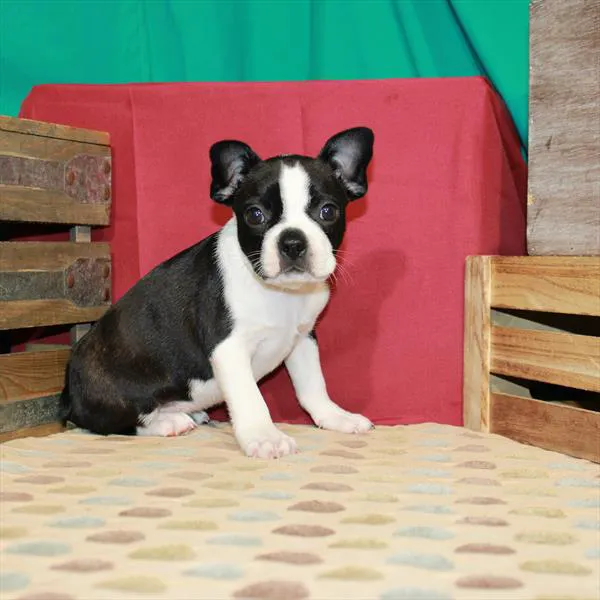 Chews A Puppy Picture 9