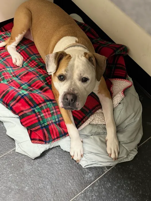 City by the Sea Vet Urgent Care Picture 9