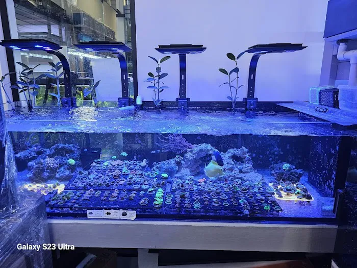 Aquamania Aquarium Store Picture 2