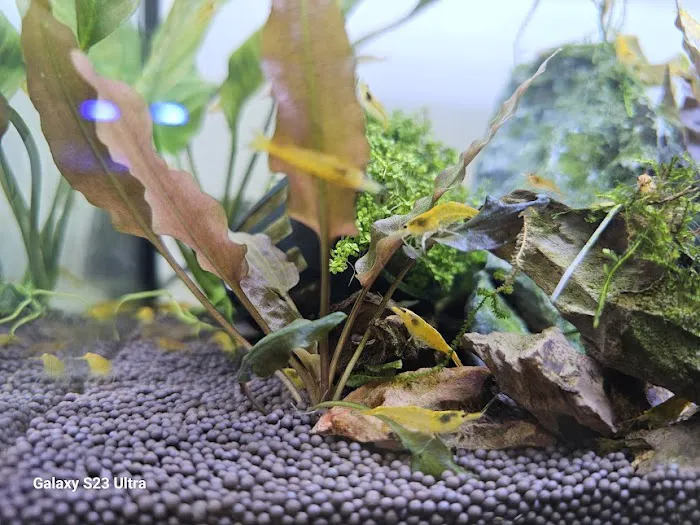 Aquamania Aquarium Store Picture 10