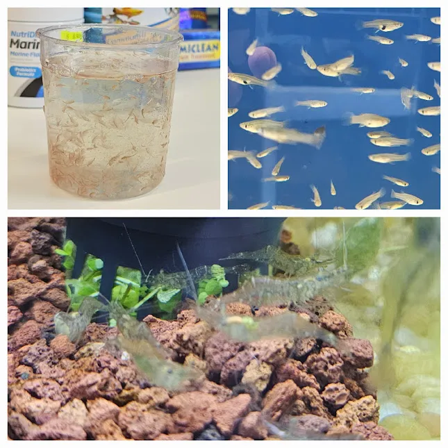 Aquamania Aquarium Store Picture 8