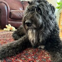 Belmar Wall Animal Hospital ico