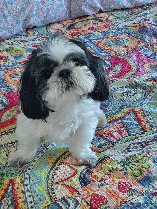 All Paws Veterinary Hospital Picture 3