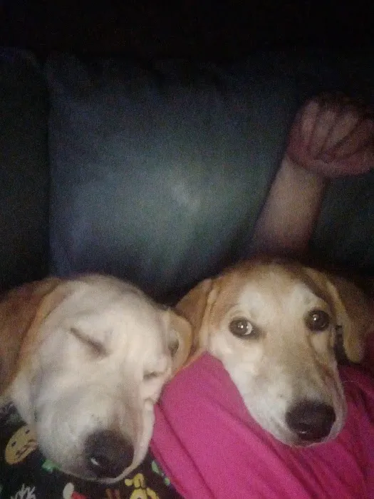 All Paws Veterinary Hospital Picture 2