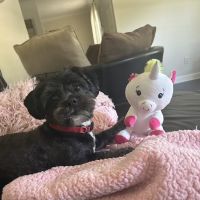 Petco ico