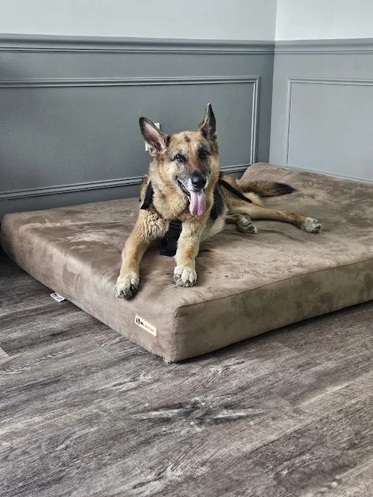 The Doggy Gym Picture 3