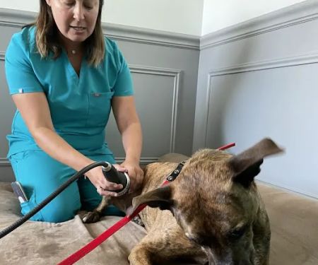 The Doggy Gym