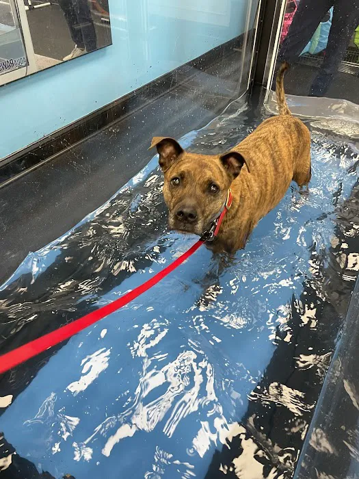 The Doggy Gym Picture 5