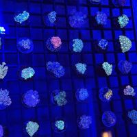 Atlantic Veterinary Hospital ico