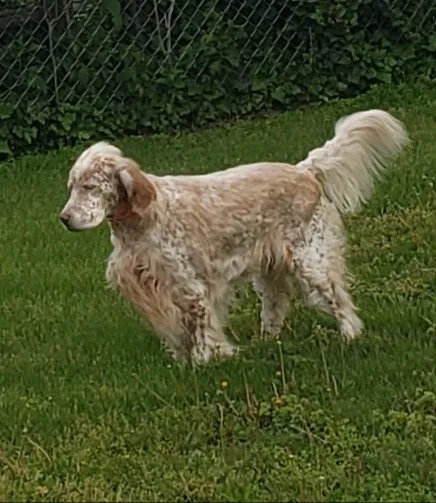 Robbinsville Veterinary Clinic: Swiderski Edward VMD Picture 1