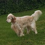 Robbinsville Veterinary Clinic: Swiderski Edward VMD