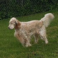 Robbinsville Veterinary Clinic: Swiderski Edward VMD ico