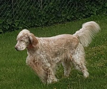 Robbinsville Veterinary Clinic: Swiderski Edward VMD