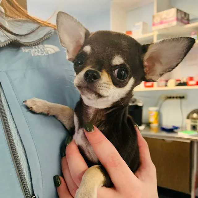 Robbinsville Veterinary Clinic: Swiderski Edward VMD Picture 4