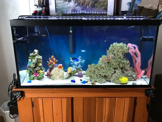 Crabbi Patti's Aquarium Shop Picture 8