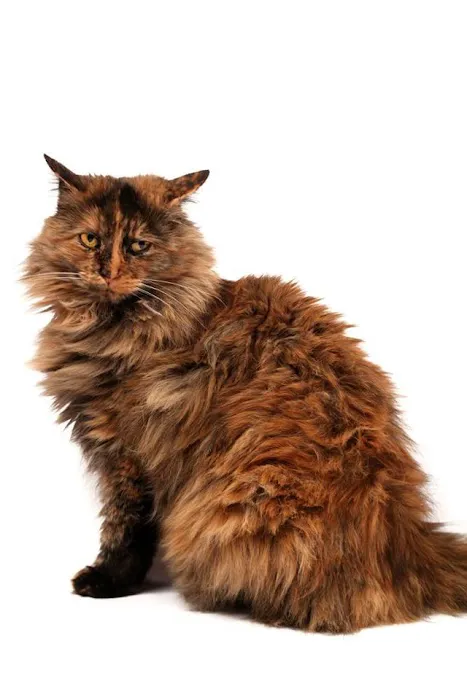 Foxmoor Animal Hospital Picture 1