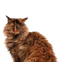 Foxmoor Animal Hospital ico