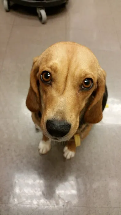 Foxmoor Animal Hospital Picture 5