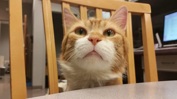 Foxmoor Animal Hospital Picture 7