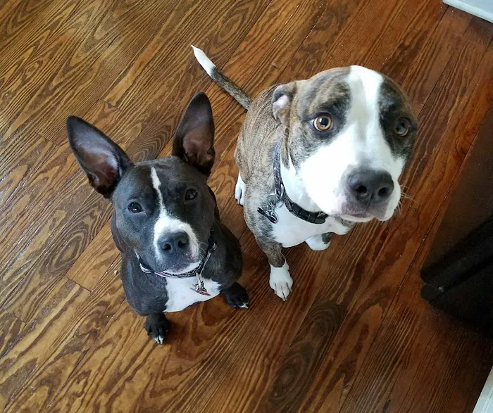 Foxmoor Animal Hospital Picture 4