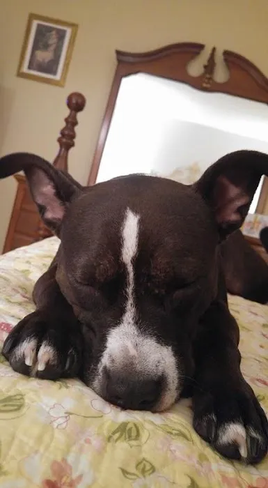 Foxmoor Animal Hospital Picture 3