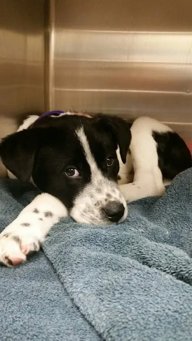 Foxmoor Animal Hospital Picture 8