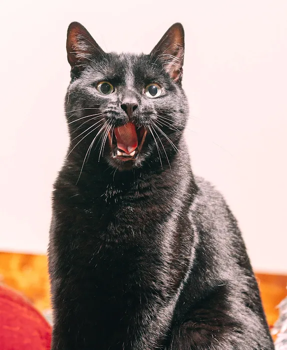 Foxmoor Animal Hospital Picture 9