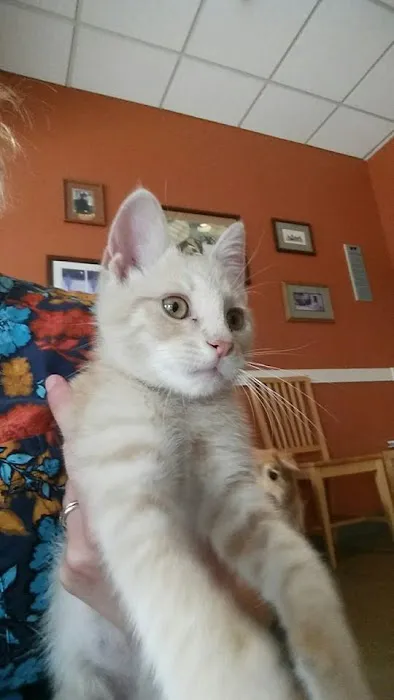 Foxmoor Animal Hospital Picture 10