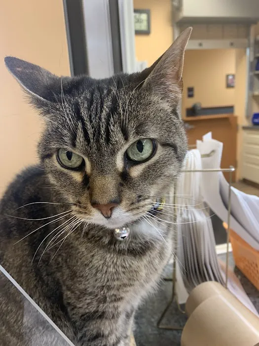 NorthStar VETS Picture 5