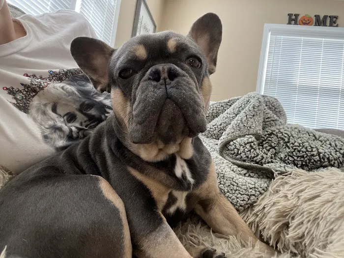 NorthStar VETS Picture 2