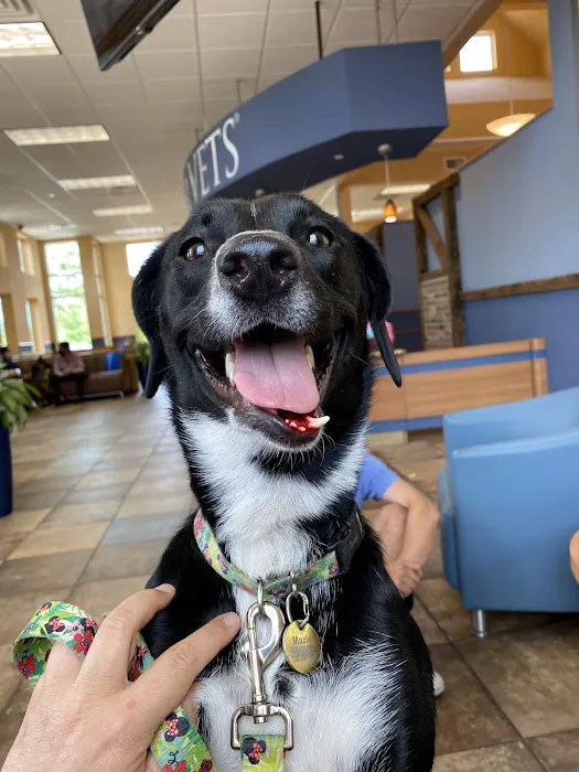 NorthStar VETS Picture 7