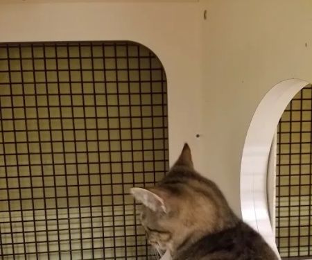 Petco