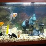 Sea Life Aquarium Services