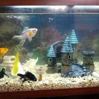 Sea Life Aquarium Services ico