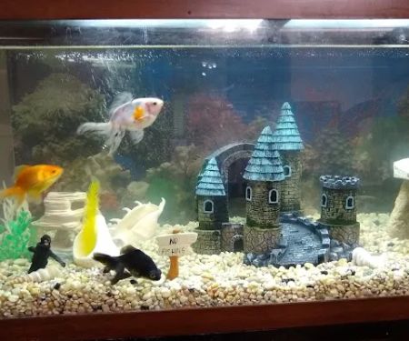 Sea Life Aquarium Services