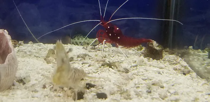 Sea Life Aquarium Services Picture 6