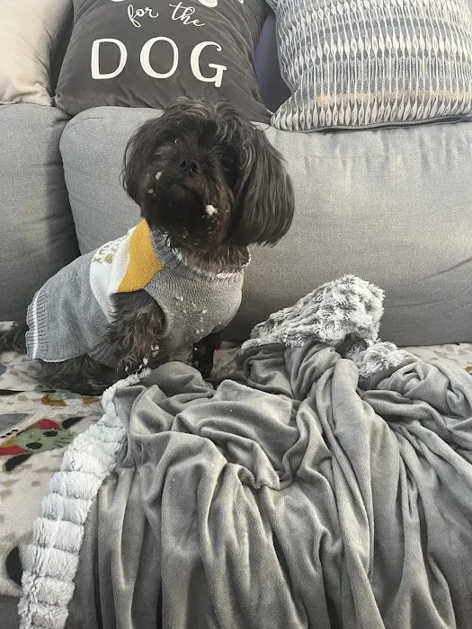 PetCure Oncology Robbinsville - Advanced Cancer Treatments for Cats & Dogs Picture 4