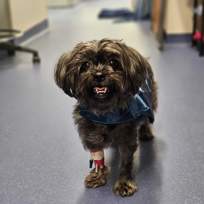 PetCure Oncology Robbinsville - Advanced Cancer Treatments for Cats & Dogs Picture 2