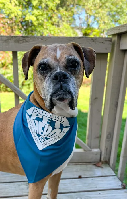 PetCure Oncology Robbinsville - Advanced Cancer Treatments for Cats & Dogs Picture 6