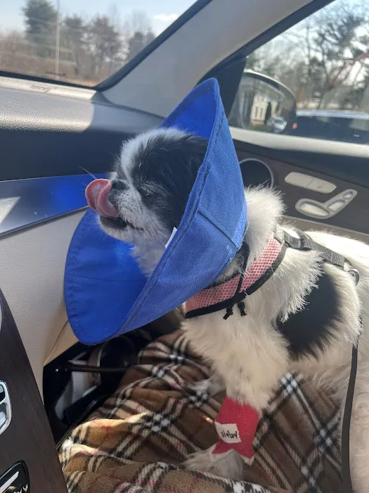 PetCure Oncology Robbinsville - Advanced Cancer Treatments for Cats & Dogs Picture 8