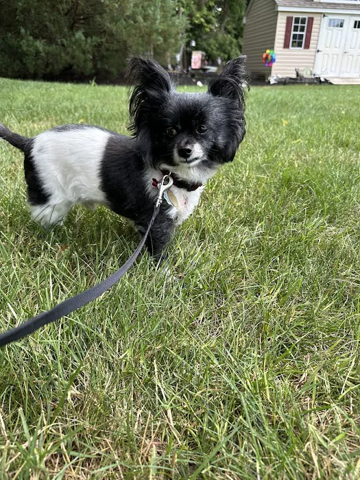 PetCure Oncology Robbinsville - Advanced Cancer Treatments for Cats & Dogs Picture 9