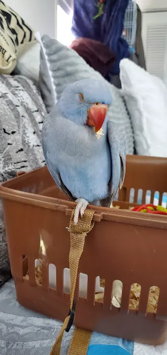 Phoenix Playhouse Boarding and Bird Store Picture 3