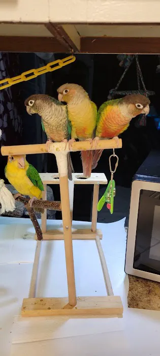 Phoenix Playhouse Boarding and Bird Store Picture 10
