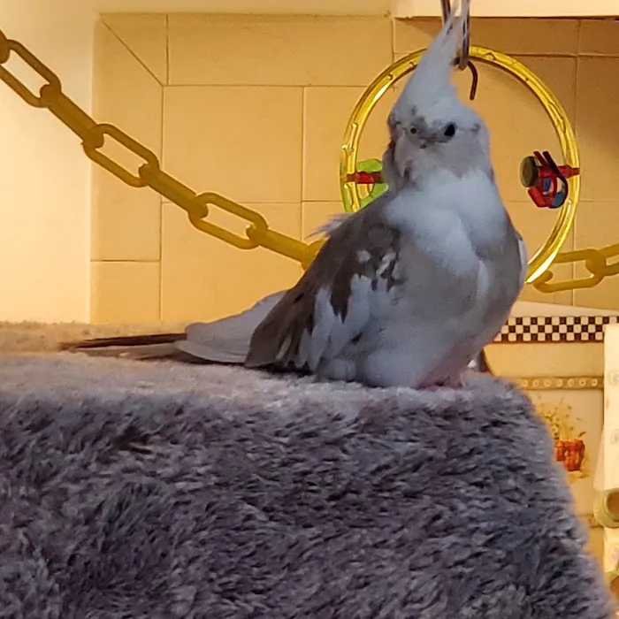 Phoenix Playhouse Boarding and Bird Store Picture 9