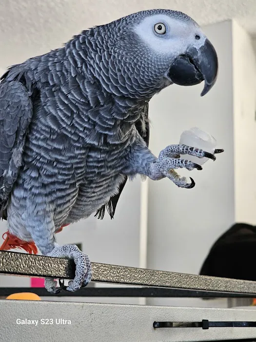 Phoenix Playhouse Boarding and Bird Store Picture 4